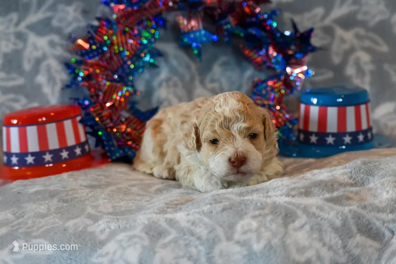 Oscar – Havapoo puppy for sale in Guthrie, KY