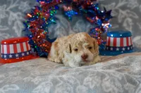 Oscar, a male Havapoo for sale in Guthrie, KY – 1 of 8