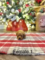 Ashley, a female Cavapoo for sale in Guthrie, KY – Photo 4 of 4