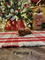 Ashley, a female Cavapoo for sale in Guthrie, KY – Photo 2 of 4