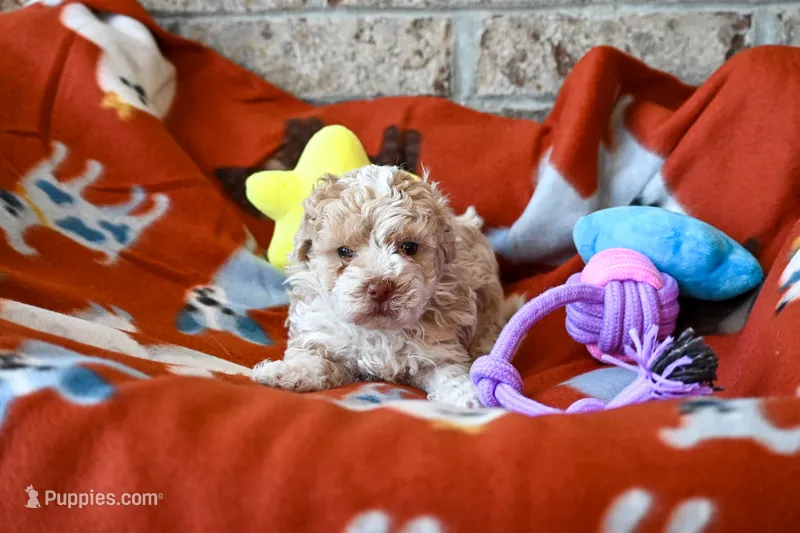 Oscar – Havapoo puppy for sale in Guthrie, KY