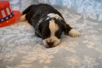 Ashley , a female Havapoo for sale in Guthrie, KY – 3 of 8