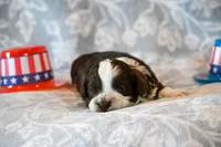 Ashley , a female Havapoo for sale in Guthrie, KY – 7 of 8
