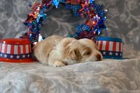 Cody, a male Havapoo for sale in Guthrie, KY – 5 of 6