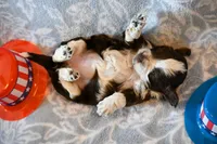 Ashley , a female Havapoo for sale in Guthrie, KY – 4 of 8