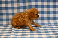 Fred, a male Cavalier King Charles Spaniel for sale in Guthrie, KY – 3 of 5