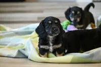 Trevor AKC, a male Miniature Dachshund for sale in Guthrie, KY – 2 of 2