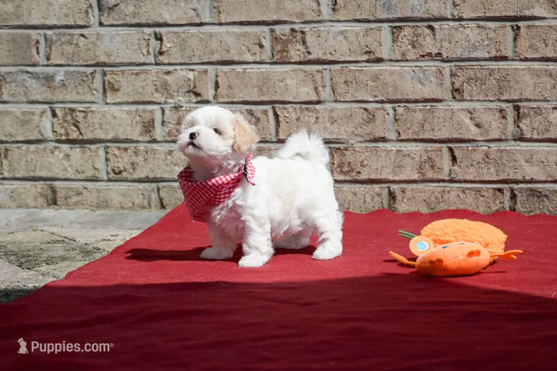 Diane  – Maltipoo puppy for sale in Guthrie, KY