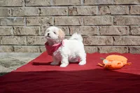 Diane , a female Maltipoo for sale in Guthrie, KY – 1 of 10