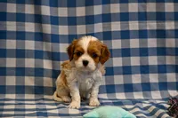 Alvin, a male Cavalier King Charles Spaniel for sale in Guthrie, KY – 4 of 6