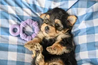 Ella, a female Morkie for sale in Guthrie, KY – 2 of 4