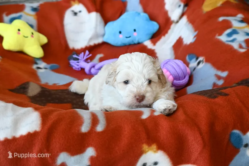Calvin – Havapoo puppy for sale in Guthrie, KY