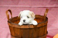 Jack, a male Maltipoo for sale in Guthrie, KY – 6 of 10
