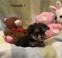 Ava, a female Morkie for sale in Guthrie, KY – Photo 2 of 2