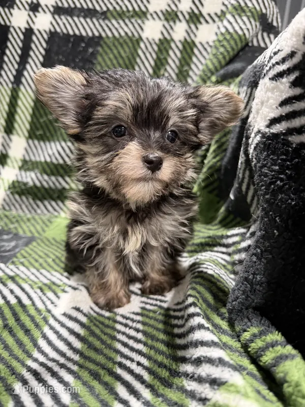 Ava – Morkie puppy for sale in Guthrie, KY
