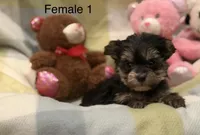 Ava, a female Morkie for sale in Guthrie, KY – Photo 1 of 2