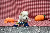 Jack, a male Maltipoo for sale in Guthrie, KY – 10 of 10