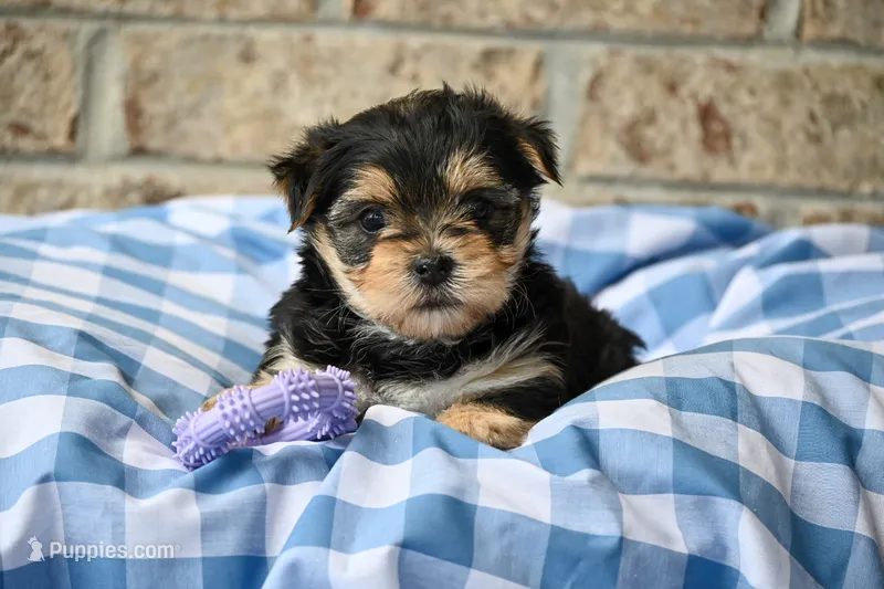 Ella – Morkie puppy for sale in Guthrie, KY