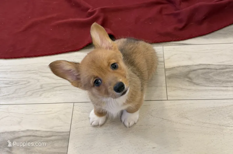 Ella – Pembroke Welsh Corgi puppy for sale in Guthrie, KY