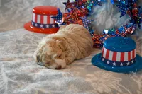 Oscar, a male Havapoo for sale in Guthrie, KY – 7 of 8