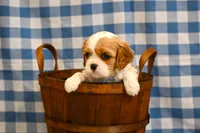 Alvin, a male Cavalier King Charles Spaniel for sale in Guthrie, KY – 5 of 6