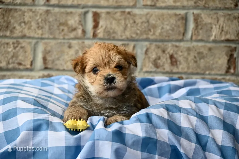 Bruce – Morkie puppy for sale in Guthrie, KY