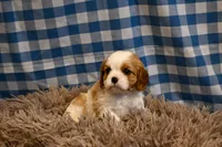 Marcy, a female Cavalier King Charles Spaniel for sale in Guthrie, KY – 2 of 6