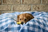 Bruce, a male Morkie for sale in Guthrie, KY – 3 of 5