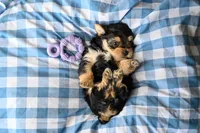 Ella, a female Morkie for sale in Guthrie, KY – 4 of 4