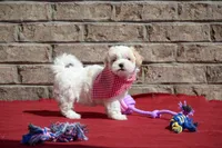 Diane , a female Maltipoo for sale in Guthrie, KY – 2 of 10