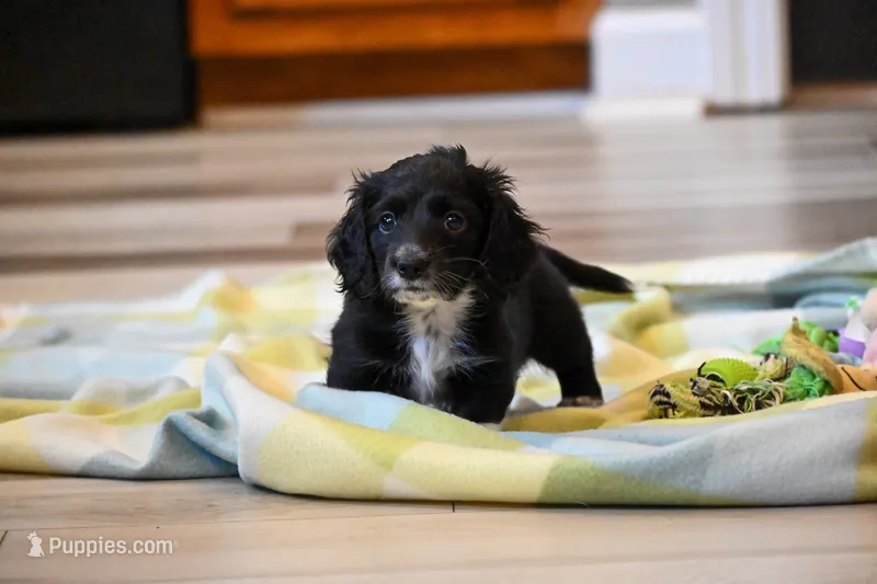 Franco AKC – Miniature Dachshund puppy for sale in Guthrie, KY