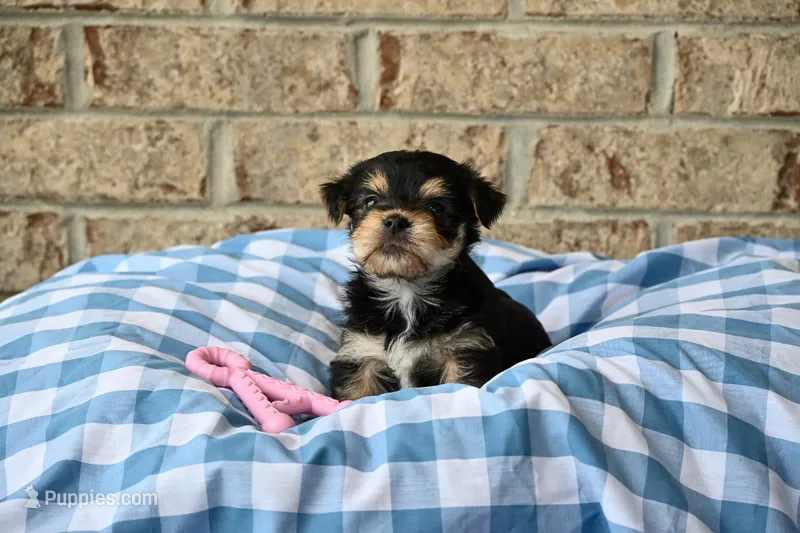 Linda – Morkie puppy for sale in Guthrie, KY