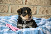 Linda, a female Morkie for sale in Guthrie, KY – 5 of 6