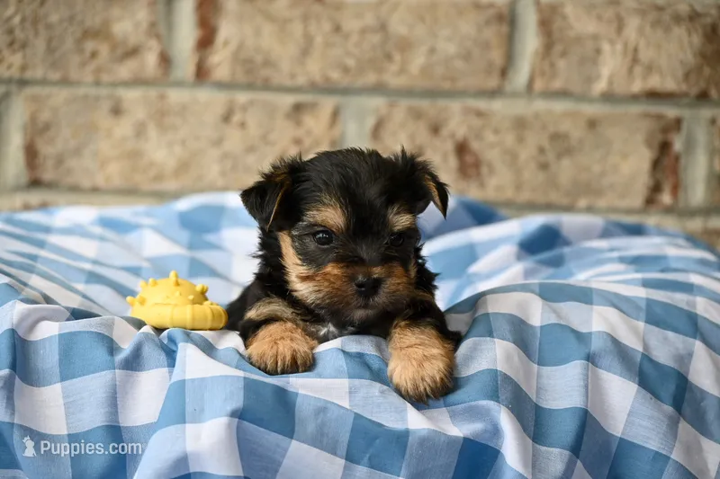 Joe – Morkie puppy for sale in Guthrie, KY