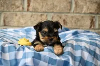 Joe, a male Morkie for sale in Guthrie, KY – 1 of 4