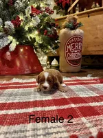 Kate, a female Cavapoo for sale in Guthrie, KY – Photo 1 of 4