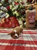 Kate, a female Cavapoo for sale in Guthrie, KY – Photo 3 of 4