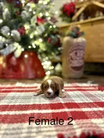 Kate, a female Cavapoo for sale in Guthrie, KY – Photo 2 of 4