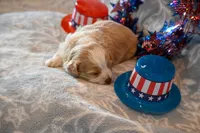Cody, a male Havapoo for sale in Guthrie, KY – 2 of 6