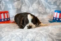 Ashley , a female Havapoo for sale in Guthrie, KY – 2 of 8
