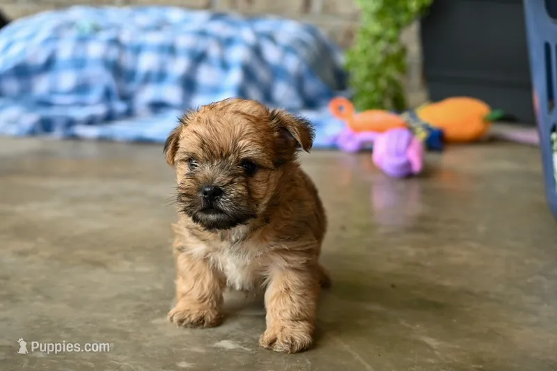 Wally – Morkie puppy for sale in Guthrie, KY