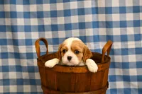 Alvin, a male Cavalier King Charles Spaniel for sale in Guthrie, KY – 3 of 6