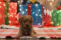 Billy Ready for Christmas, a male Cavapoo for sale in Guthrie, KY – Photo 8 of 10