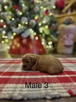 Billy Ready for Christmas, a male Cavapoo for sale in Guthrie, KY – Photo 9 of 10
