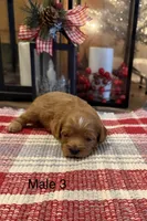 Billy Ready for Christmas, a male Cavapoo for sale in Guthrie, KY – Photo 2 of 10