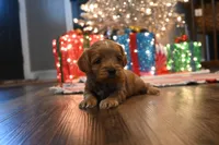 Billy Ready for Christmas, a male Cavapoo for sale in Guthrie, KY – Photo 3 of 10
