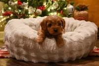 Billy Ready for Christmas, a male Cavapoo for sale in Guthrie, KY – Photo 5 of 10