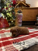 Billy Ready for Christmas, a male Cavapoo for sale in Guthrie, KY – Photo 4 of 10