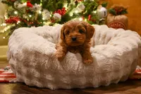 Billy Ready for Christmas, a male Cavapoo for sale in Guthrie, KY – Photo 1 of 10