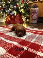 Billy Ready for Christmas, a male Cavapoo for sale in Guthrie, KY – Photo 10 of 10